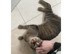 Adopt Max a Brown Tabby American Shorthair / Mixed (short coat) cat in