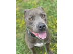 Adopt 2404-0617 Blu a Gray/Blue/Silver/Salt & Pepper Pit Bull Terrier / Mixed