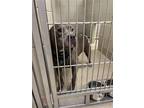 Adopt 2404-0617 Blu a Gray/Blue/Silver/Salt & Pepper Pit Bull Terrier / Mixed