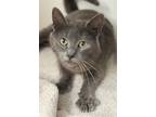 Adopt Tiki a Gray or Blue Russian Blue / Domestic Shorthair / Mixed cat in Red