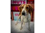 Adopt Cajun a Black Coonhound / Mixed dog in New Bern, NC (40789967)