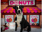 Adopt Cutie Boy a Black American Staffordshire Terrier / Mixed dog in New Bern