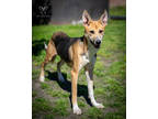 Adopt Pepper a Brown/Chocolate Black and Tan Coonhound / Mixed dog in New Bern