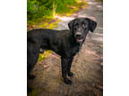 Adopt Stitch a Black Labrador Retriever / Bluetick Coonhound / Mixed dog in New