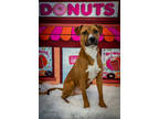Adopt Homer Samson a Red/Golden/Orange/Chestnut Terrier (Unknown Type