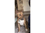 Adopt Maxi a Tan/Yellow/Fawn Bull Terrier / Mixed dog in Fresno, CA (41391870)