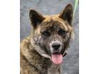 Adopt Tika a Brindle Akita / Mixed dog in Hayward, WI (41164858)