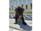 Adopt tigger a Brindle Mixed Breed (Medium) / Mixed Breed (Medium) / Mixed