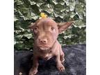 Adopt Stormy 'Coco' a Brown/Chocolate Mixed Breed (Medium) / Mixed dog in Santa
