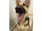 Adopt Ekko a Black German Shepherd Dog / Mixed Breed (Medium) / Mixed (short