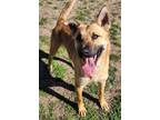 Adopt Lanie a Shepherd (Unknown Type) / Mixed dog in Norman, OK (41392528)