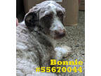 Adopt Bonnie- Stray a Gray/Blue/Silver/Salt & Pepper Poodle (Standard) / Mixed