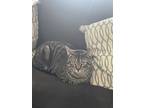 Adopt Bandit a Tiger Striped Domestic Shorthair / Mixed (short coat) cat in