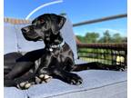 Adopt Macy a Black Weimaraner / Mutt / Mixed dog in Hummelstown, PA (41392544)