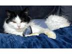 Adopt Olive a Black & White or Tuxedo Domestic Longhair / Mixed (long coat) cat