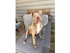 Adopt Goonie a Tan/Yellow/Fawn American Pit Bull Terrier / Mixed dog in Sanger