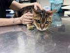 Adopt Clara a Brown or Chocolate Bengal / Domestic Shorthair / Mixed cat in