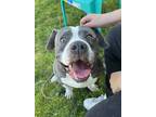 Adopt Chase a American Staffordshire Terrier / Mixed dog in Tulare