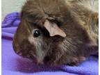 Adopt PICKLES a Black Guinea Pig / Mixed (short coat) small animal in Slinger