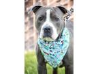 Adopt Milo a Merle American Pit Bull Terrier / Mixed Breed (Medium) / Mixed