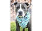 Adopt Milo a Gray/Blue/Silver/Salt & Pepper American Pit Bull Terrier / Mixed