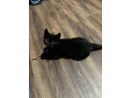 Adopt Frankie a All Black Domestic Shorthair / Domestic Shorthair / Mixed cat in