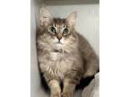 Adopt Frisky a Gray or Blue Domestic Longhair / Domestic Shorthair / Mixed cat