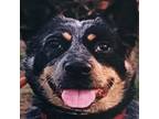 Adopt Mika a Merle Australian Cattle Dog / Mixed dog in Long Beach