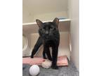 Adopt Howard a All Black Domestic Shorthair / Domestic Shorthair / Mixed cat in