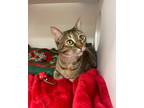 Adopt Prudy a Brown or Chocolate Domestic Shorthair / Domestic Shorthair / Mixed