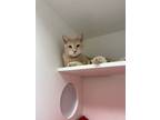 Adopt Caspian a Tan or Fawn Domestic Shorthair / Domestic Shorthair / Mixed cat