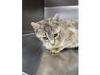 Adopt Judy a Brown Tabby Domestic Shorthair / Mixed Breed (Medium) / Mixed