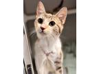Adopt Deedee a White Domestic Shorthair / Domestic Shorthair / Mixed cat in Red