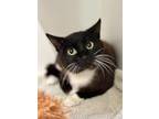 Adopt Alice a All Black Domestic Shorthair / Domestic Shorthair / Mixed cat in