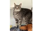 Adopt Nelson a Gray or Blue Domestic Shorthair / Mixed Breed (Medium) / Mixed