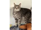 Adopt Nelson a Gray or Blue Domestic Shorthair / Domestic Shorthair / Mixed cat