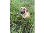 Adopt Dolphin (Katy) a Brown/Chocolate Black Mouth Cur / Mixed dog in San