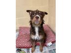 Adopt Nutter Butter (IN FOSTER) a Brown/Chocolate Terrier (Unknown Type