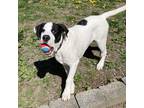 Adopt Johnson a White - with Black Mixed Breed (Large) / Mixed dog in Beacon