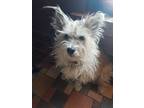 Adopt Mazik a White - with Gray or Silver Cairn Terrier / Mixed dog in Bend