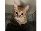 Adopt Mick a Orange or Red Domestic Shorthair / Mixed Breed (Medium) / Mixed