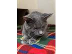Adopt Cider a Gray or Blue Domestic Shorthair / Domestic Shorthair / Mixed cat