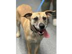 Adopt Alia (HW+) a Brown/Chocolate Mixed Breed (Large) / Mixed dog in