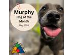 Adopt Murphy a Gray/Blue/Silver/Salt & Pepper Staffordshire Bull Terrier /