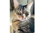 Adopt Somerset a Brown Tabby Domestic Shorthair / Mixed cat in Centreville