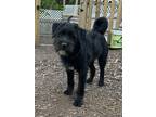 Adopt ROZZIE a Black - with White Terrier (Unknown Type, Medium) / Mixed dog in
