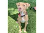 Adopt Rory a Tan/Yellow/Fawn - with White Mutt / Mixed dog in Baltimore