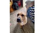 Adopt Stormy a Tan/Yellow/Fawn Staffordshire Bull Terrier / Black Mouth Cur /