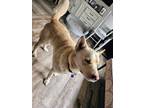 Adopt Copper a White Husky / Labrador Retriever / Mixed dog in Whitewright