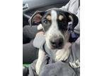 Adopt Davey a Black - with White Collie / Labrador Retriever / Mixed dog in